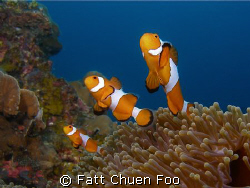 A family of False Clown Anemonefish popped up from their ... by Fatt Chuen Foo 